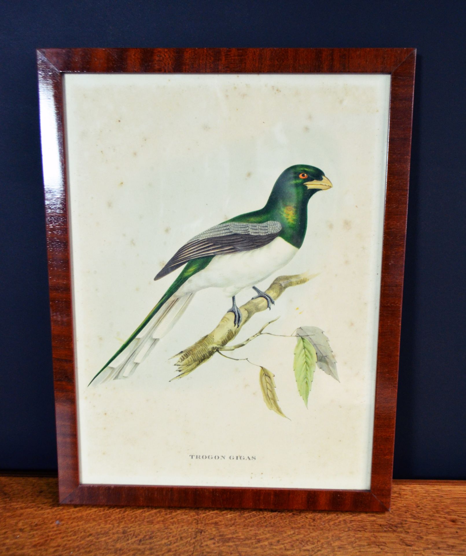 Lot de 2 Lithographies "Oiseau John Gould" 'Trogon Gigas' et 'Trogon Mexicanus' - Image 2 of 2