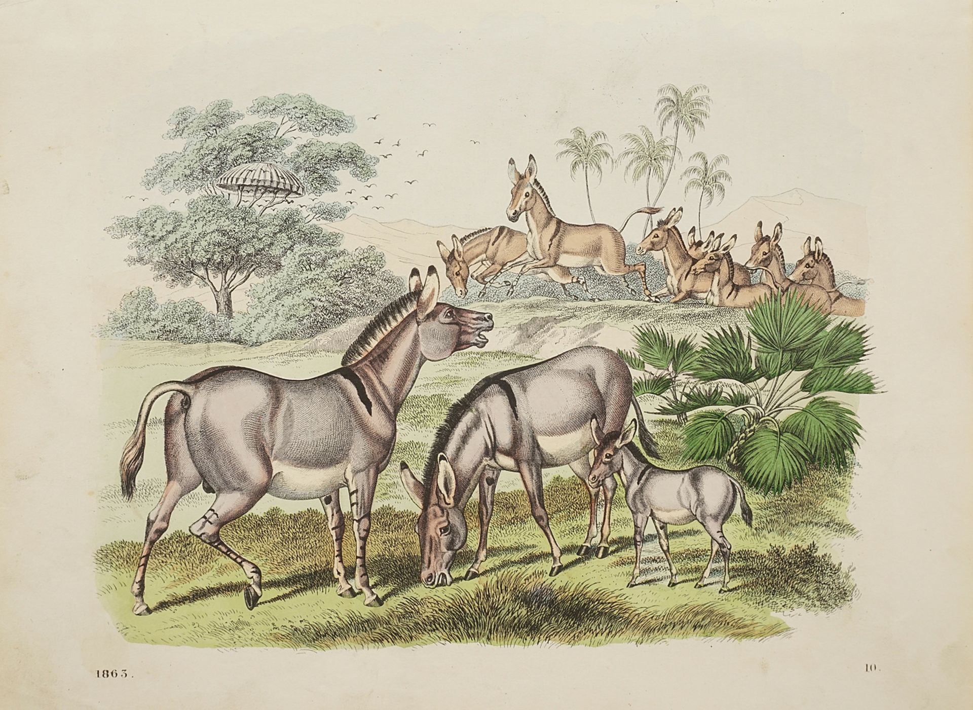 Herd of wild donkeys