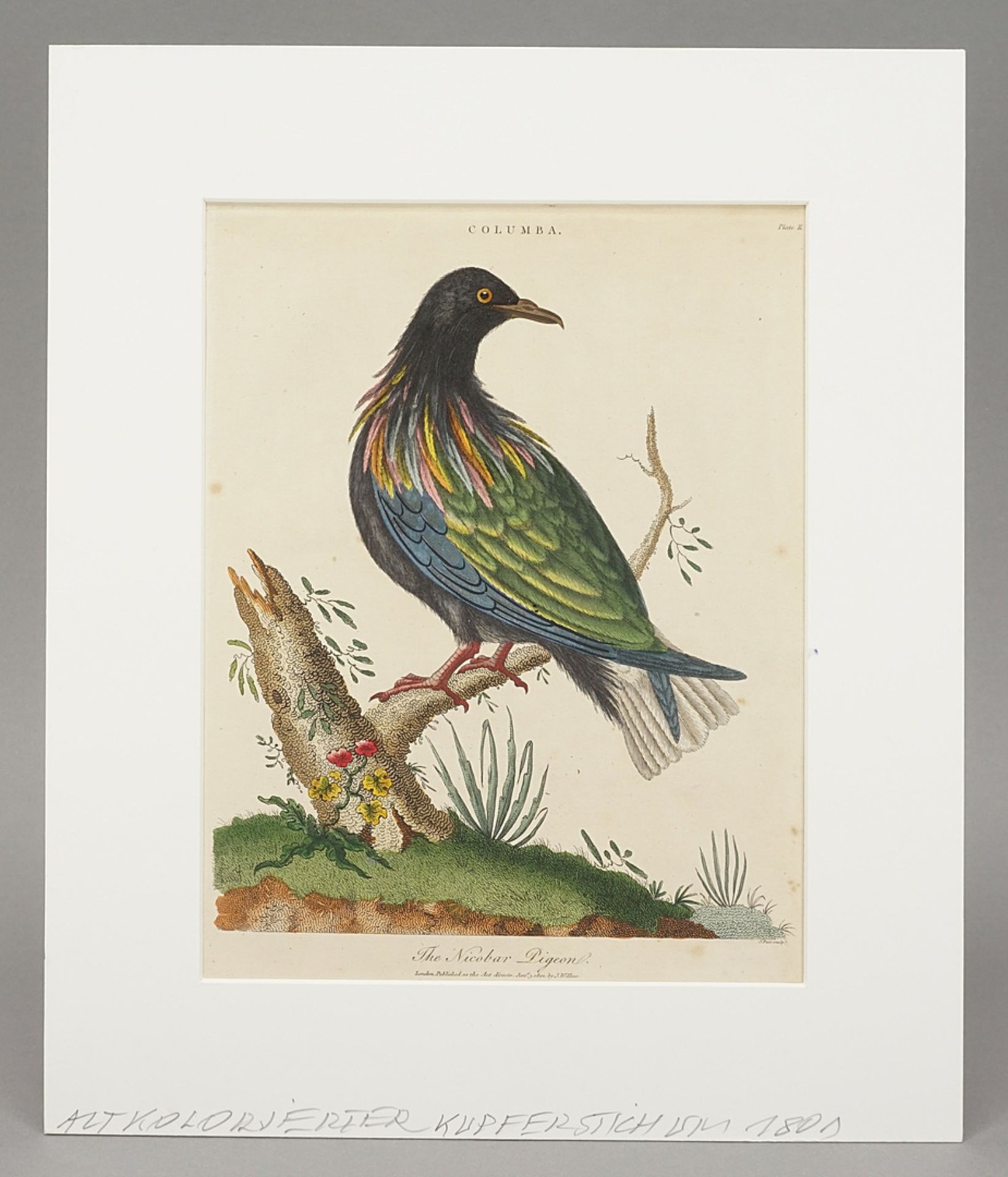 J. Pass, "The Nicobar Pigeon" - Image 2 of 3