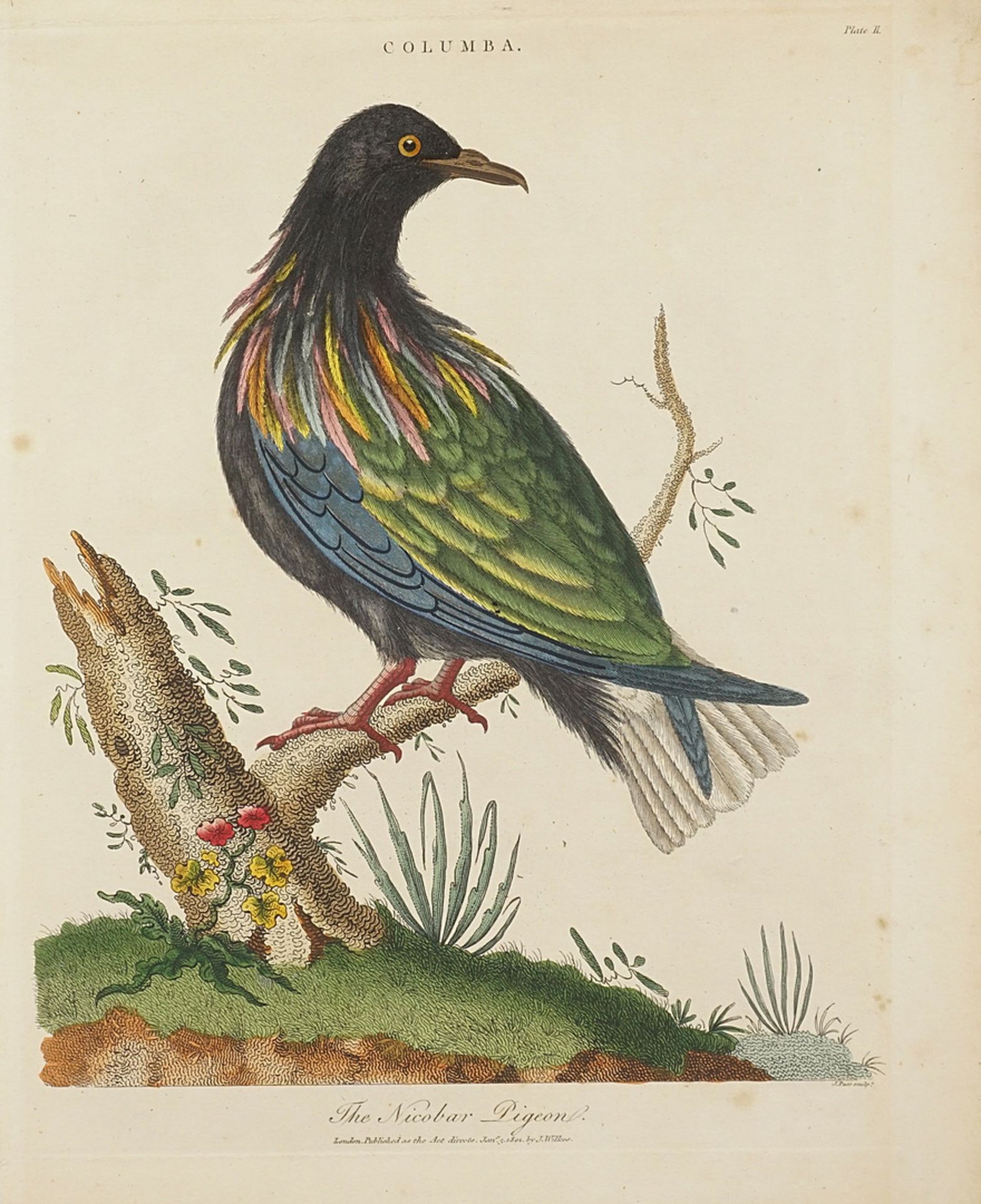 J. Pass, "The Nicobar Pigeon"