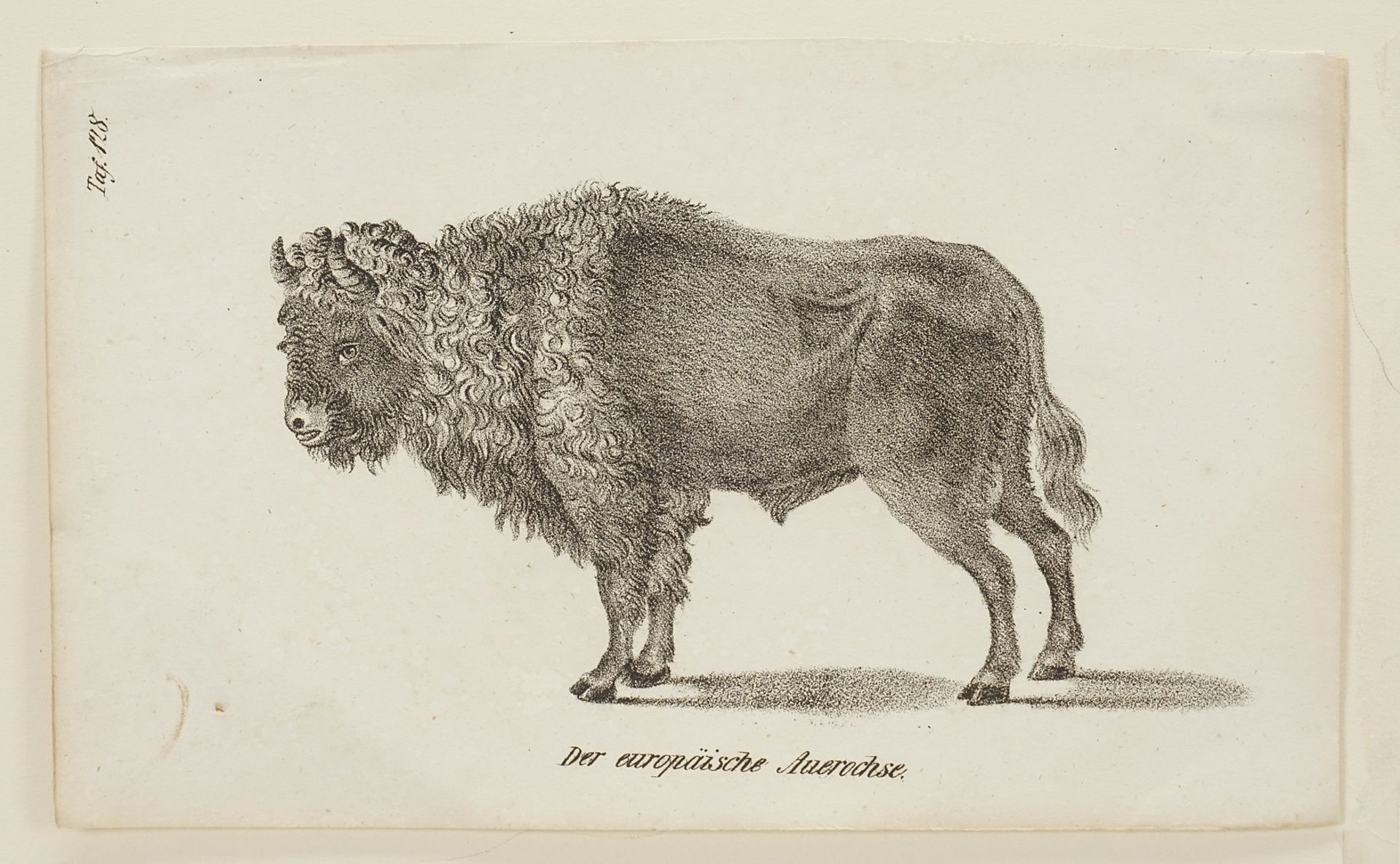 The European Aurochs - Image 3 of 3