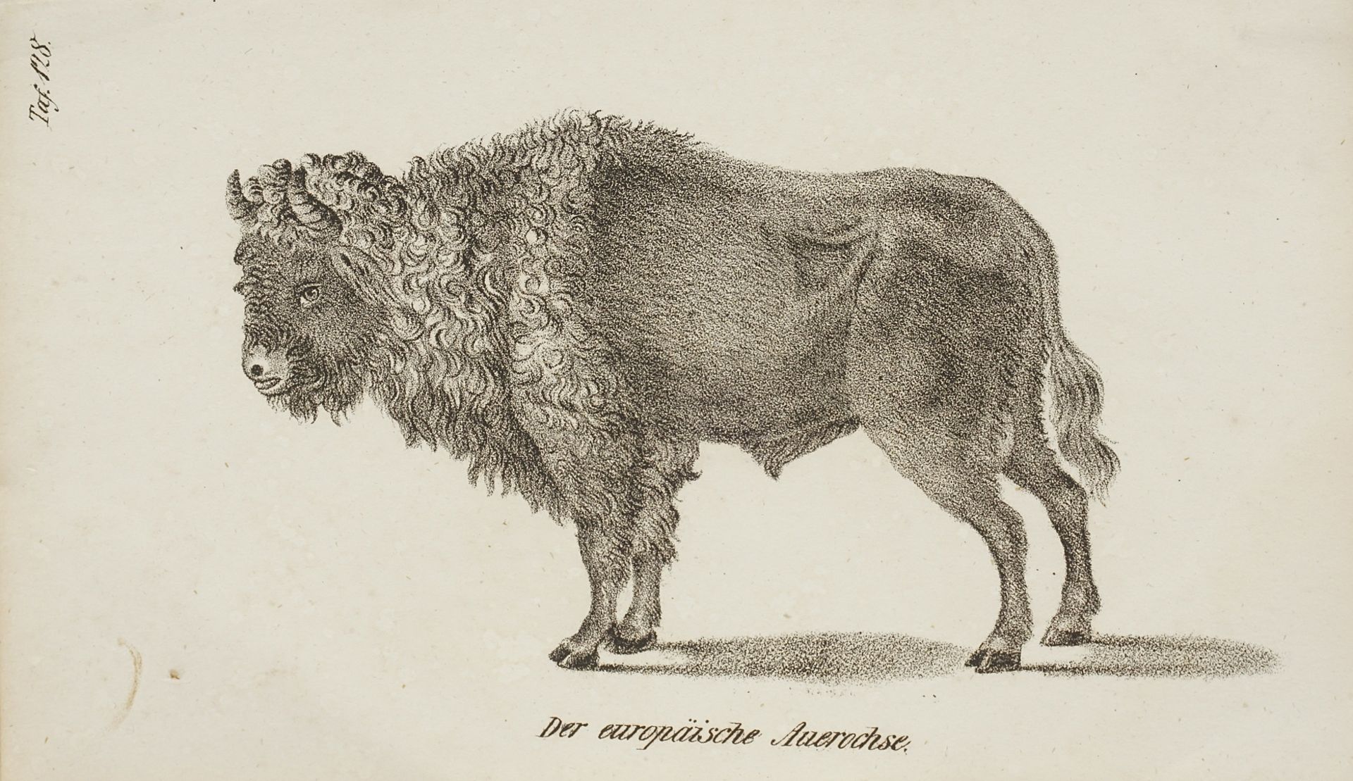 The European Aurochs