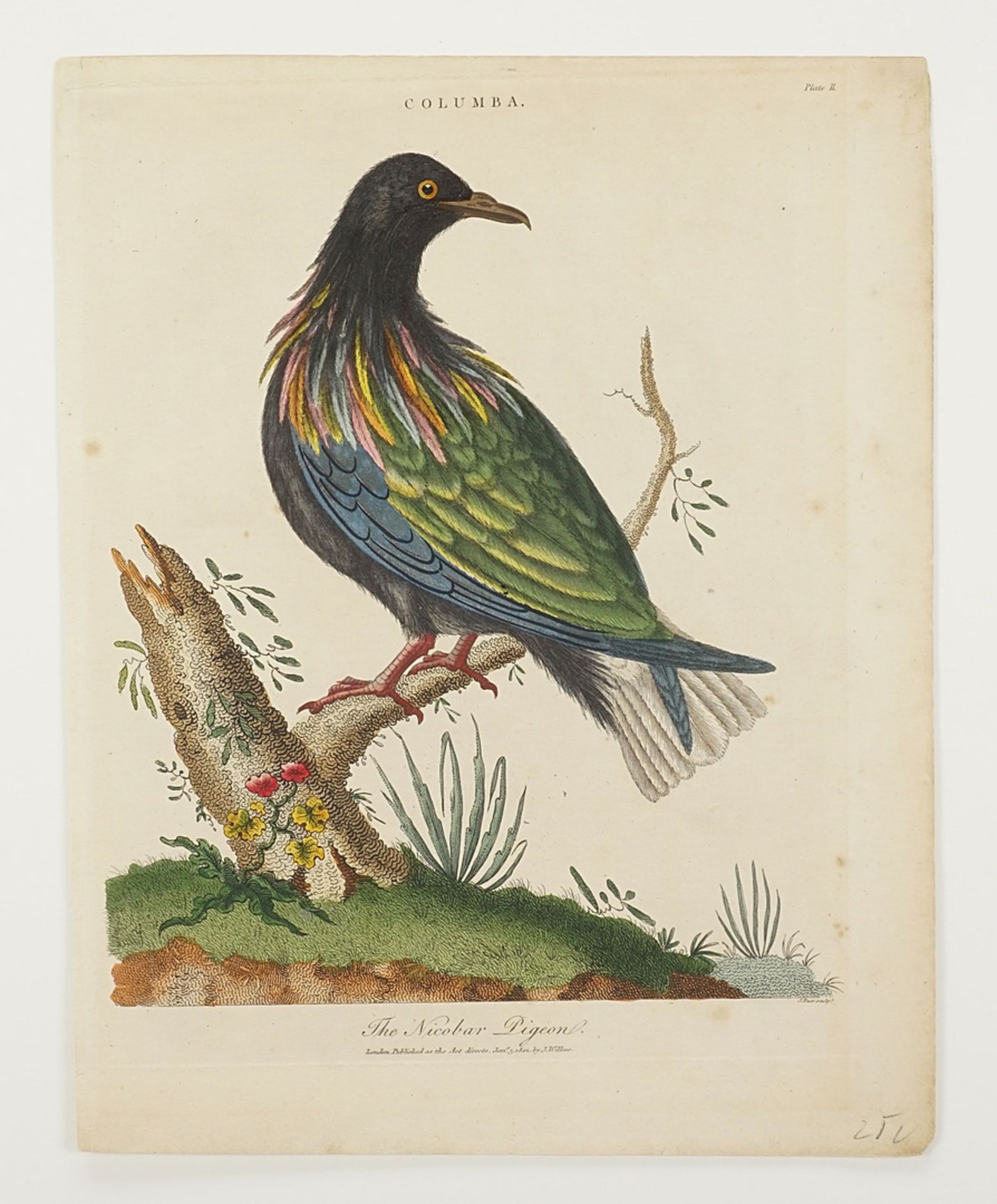 J. Pass, "The Nicobar Pigeon" - Image 3 of 3
