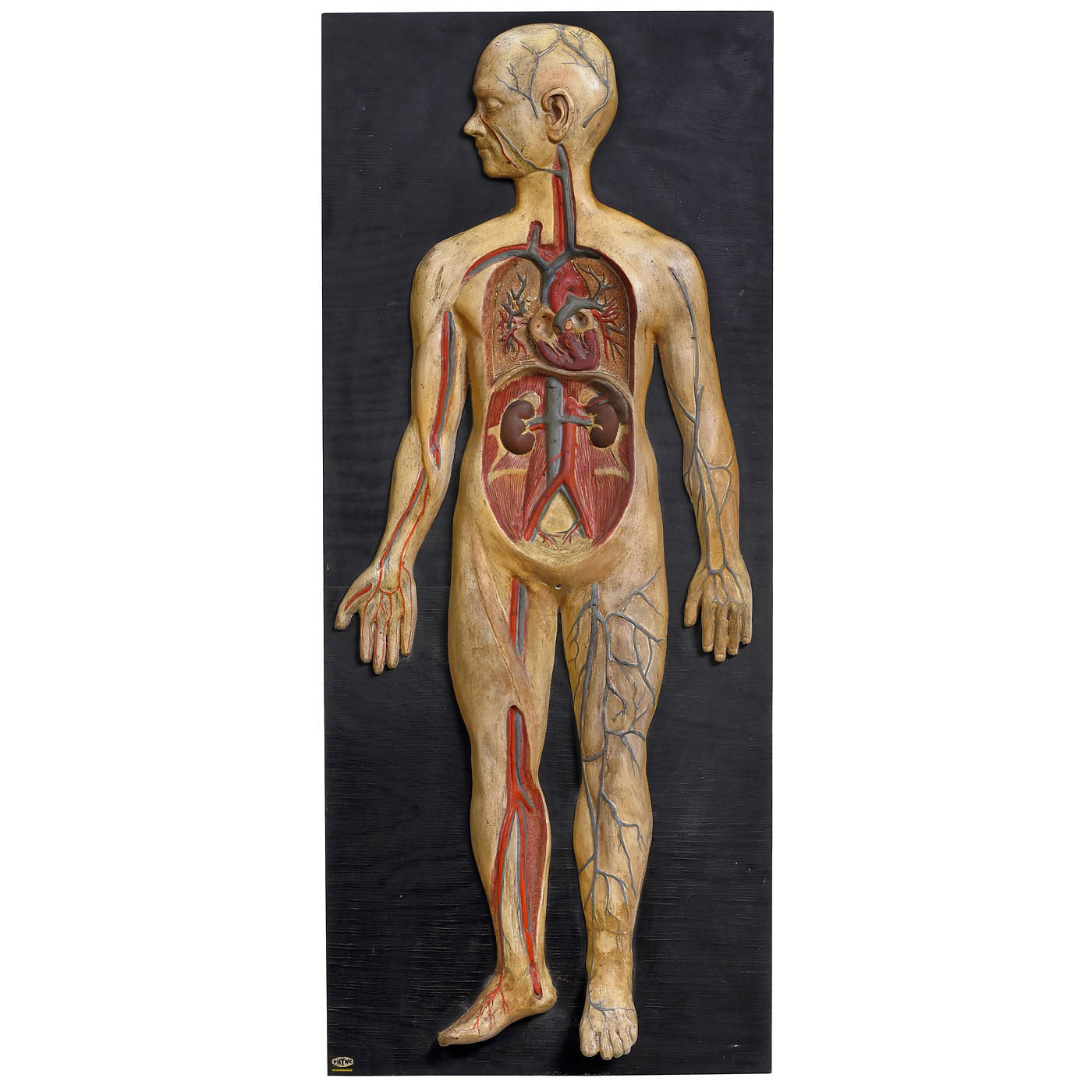 Anatomical Model of the Human Body, c. 1925 - Image 3 of 3