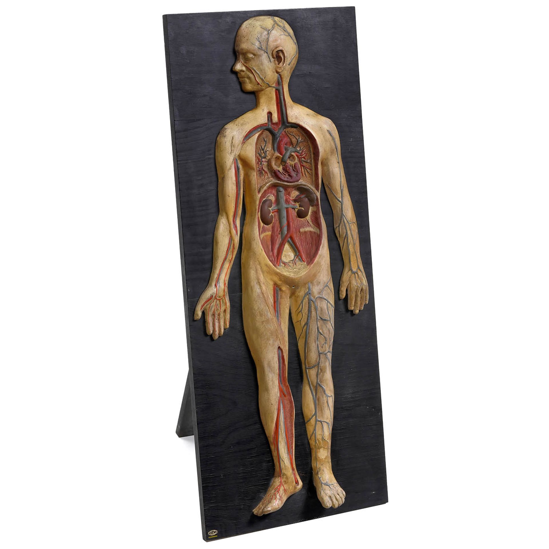 Anatomical Model of the Human Body, c. 1925 - Bild 2 aus 3