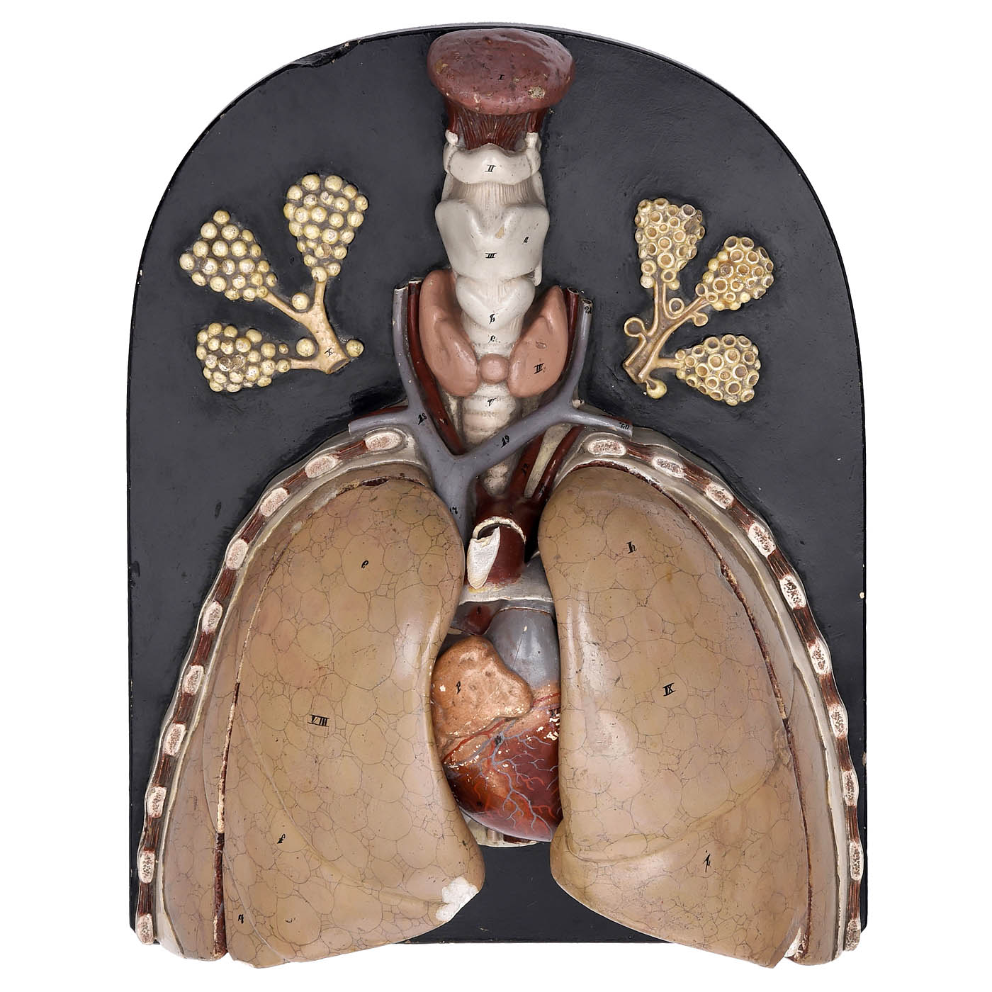 Anatomical Model of the Heart and Lungs, c. 1920 - Image 4 of 5