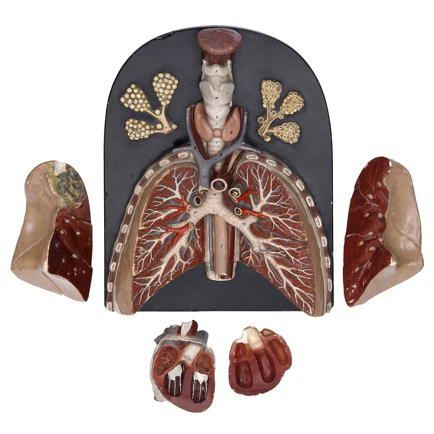 Anatomical Model of the Heart and Lungs, c. 1920 - Image 3 of 5