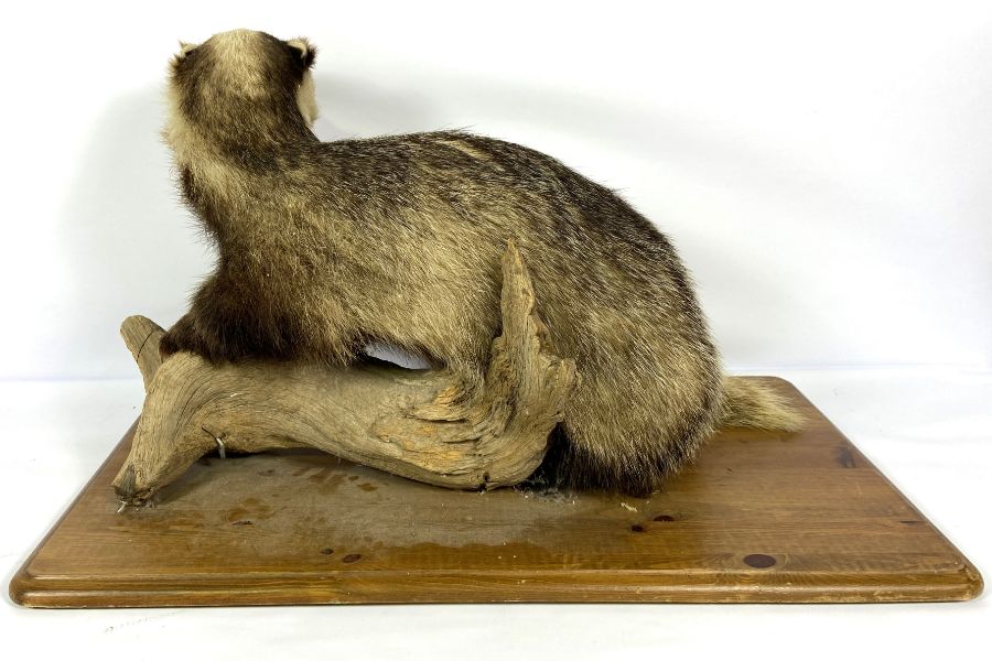 A taxidermy Badger, standing on a branch, with wooden base, 20th century (Meles Meles), 75cm long - Image 4 of 4
