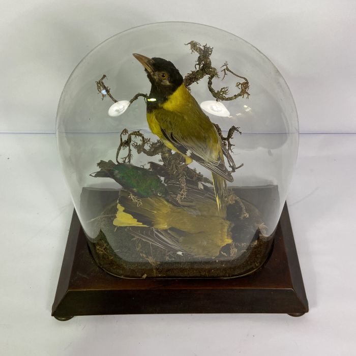 A cased taxidermy group of Oriole and a humming bird, 19th century, 41cm high; together with a teddy - Image 2 of 11