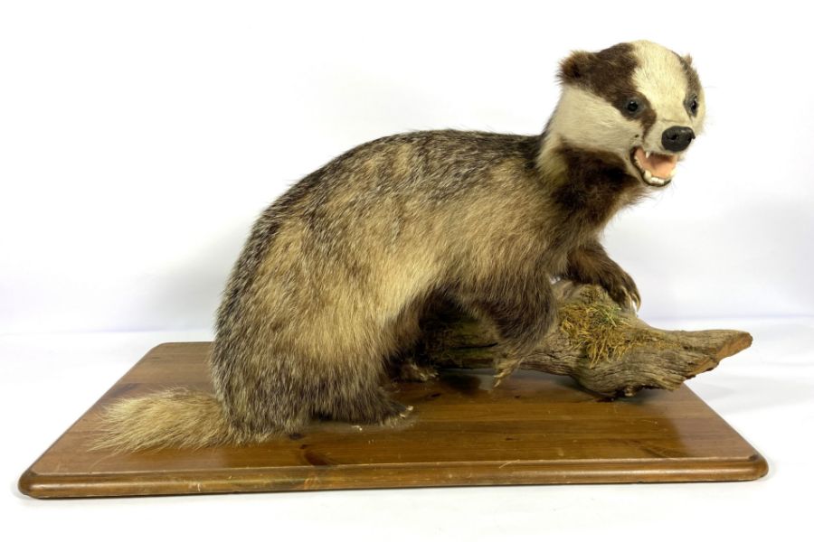 A taxidermy Badger, standing on a branch, with wooden base, 20th century (Meles Meles), 75cm long