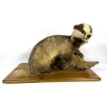 A taxidermy Badger, standing on a branch, with wooden base, 20th century (Meles Meles), 75cm long