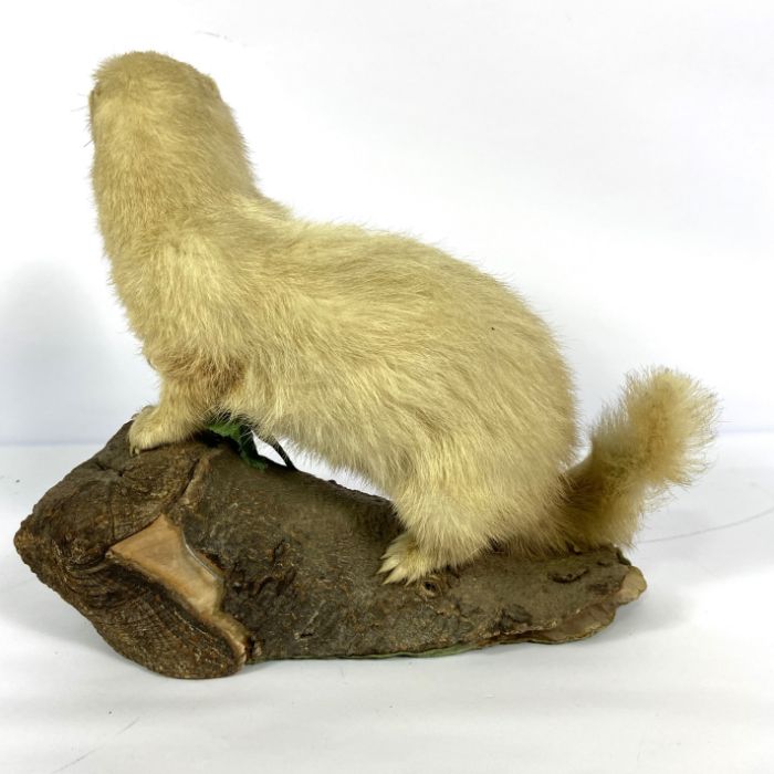 A taxidermy figure of a ferret (or white polecat), standing on a branch, 32cm high - Image 4 of 4