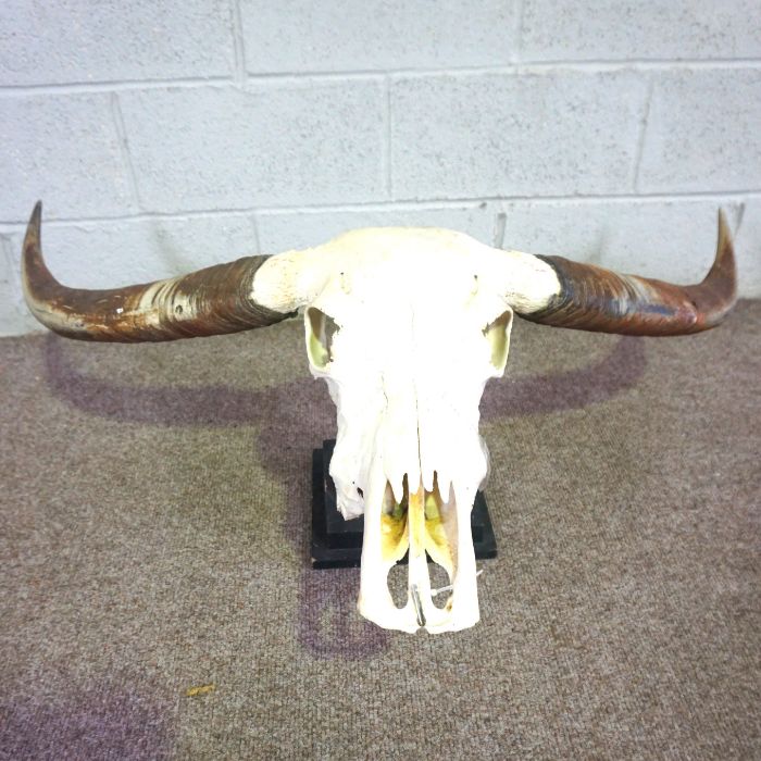 An Indian Wild Ox skull and horns with stand, 108cm wide - Image 2 of 2