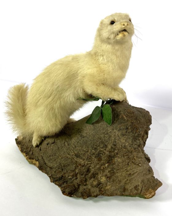 A taxidermy figure of a ferret (or white polecat), standing on a branch, 32cm high - Image 3 of 4