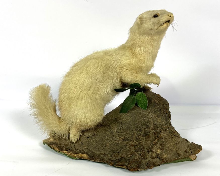 A taxidermy figure of a ferret (or white polecat), standing on a branch, 32cm high - Image 2 of 4