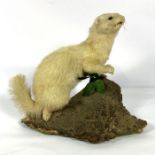 A taxidermy figure of a ferret (or white polecat), standing on a branch, 32cm high