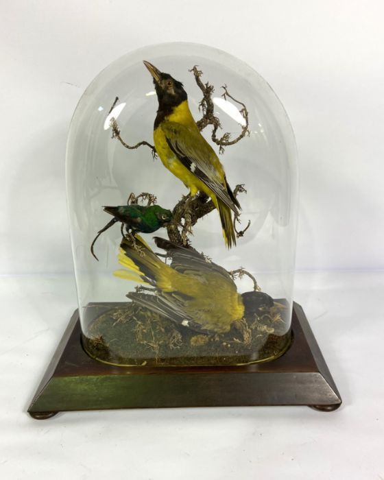 A cased taxidermy group of Oriole and a humming bird, 19th century, 41cm high; together with a teddy - Image 5 of 11