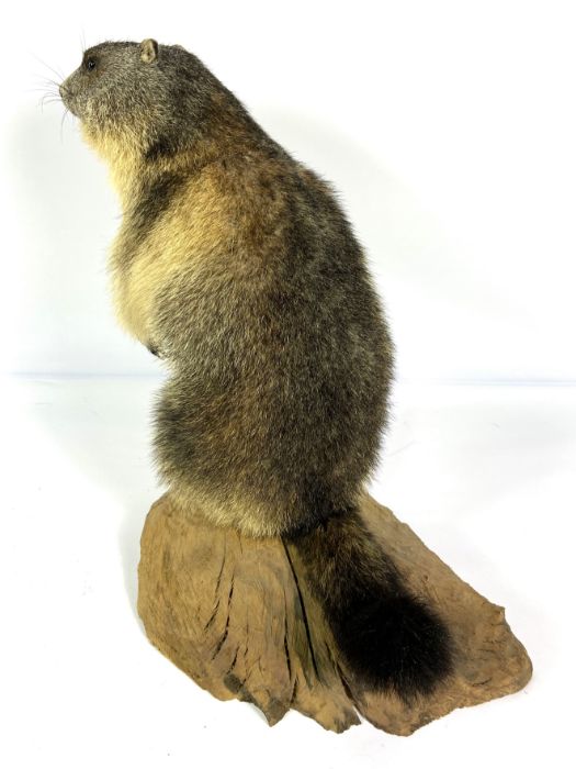 A taxidermy Alpine Marmot, modern, standing on a wooden base (Marmota Marmota), 46cm high - Image 4 of 4