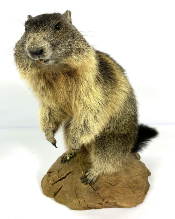 A taxidermy Alpine Marmot, modern, standing on a wooden base (Marmota Marmota), 46cm high
