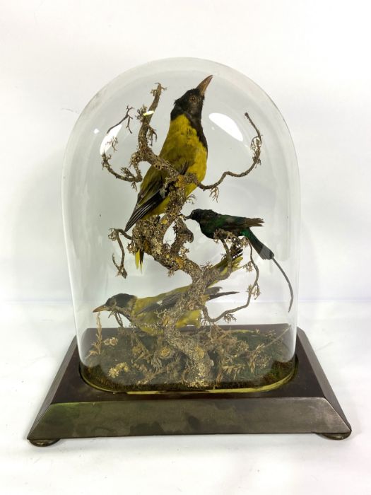A cased taxidermy group of Oriole and a humming bird, 19th century, 41cm high; together with a teddy