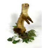 A taxidermy Pine Marten, standing upright, 20th century, 46cm high (Martes Martes) Condition