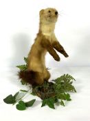 A taxidermy Pine Marten, standing upright, 20th century, 46cm high (Martes Martes) Condition