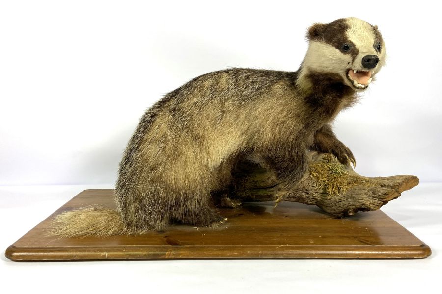 A taxidermy Badger, standing on a branch, with wooden base, 20th century (Meles Meles), 75cm long - Image 2 of 4