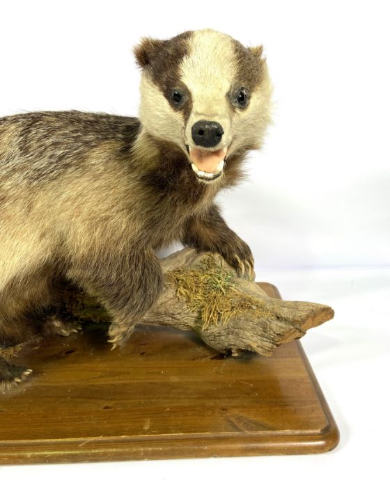 A taxidermy Badger, standing on a branch, with wooden base, 20th century (Meles Meles), 75cm long - Image 3 of 4