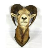 A taxidermy head mount of a European Mouflon, 20th century, (Ovis Aries Musimon), 57cm high