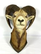 A taxidermy head mount of a European Mouflon, 20th century, (Ovis Aries Musimon), 57cm high