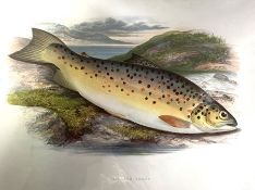 A quantity of assorted prints, including unmounted coloured engravings of fish, also a folio of