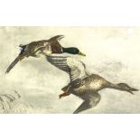 After Leon Danchin, America/ France (1887-1938) two hand coloured etchings of Mallards and Ducks,