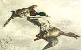 After Leon Danchin, America/ France (1887-1938) two hand coloured etchings of Mallards and Ducks,