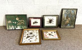A group of assorted framed cases of insects, including a large Peruvian spider; also a case of
