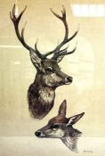 Two limited edition prints, after Brian Rawling, for the British Deer Society, depicting studies