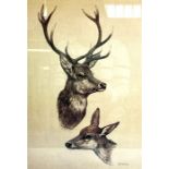 Two limited edition prints, after Brian Rawling, for the British Deer Society, depicting studies