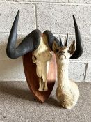 A mounted Water Buffalo skull, on shield mountm with impressive blacked horns; together with a