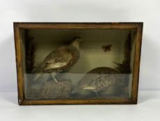Three taxidermy cases of birds, including a small case with a pair of Grey Legged Partridge; also