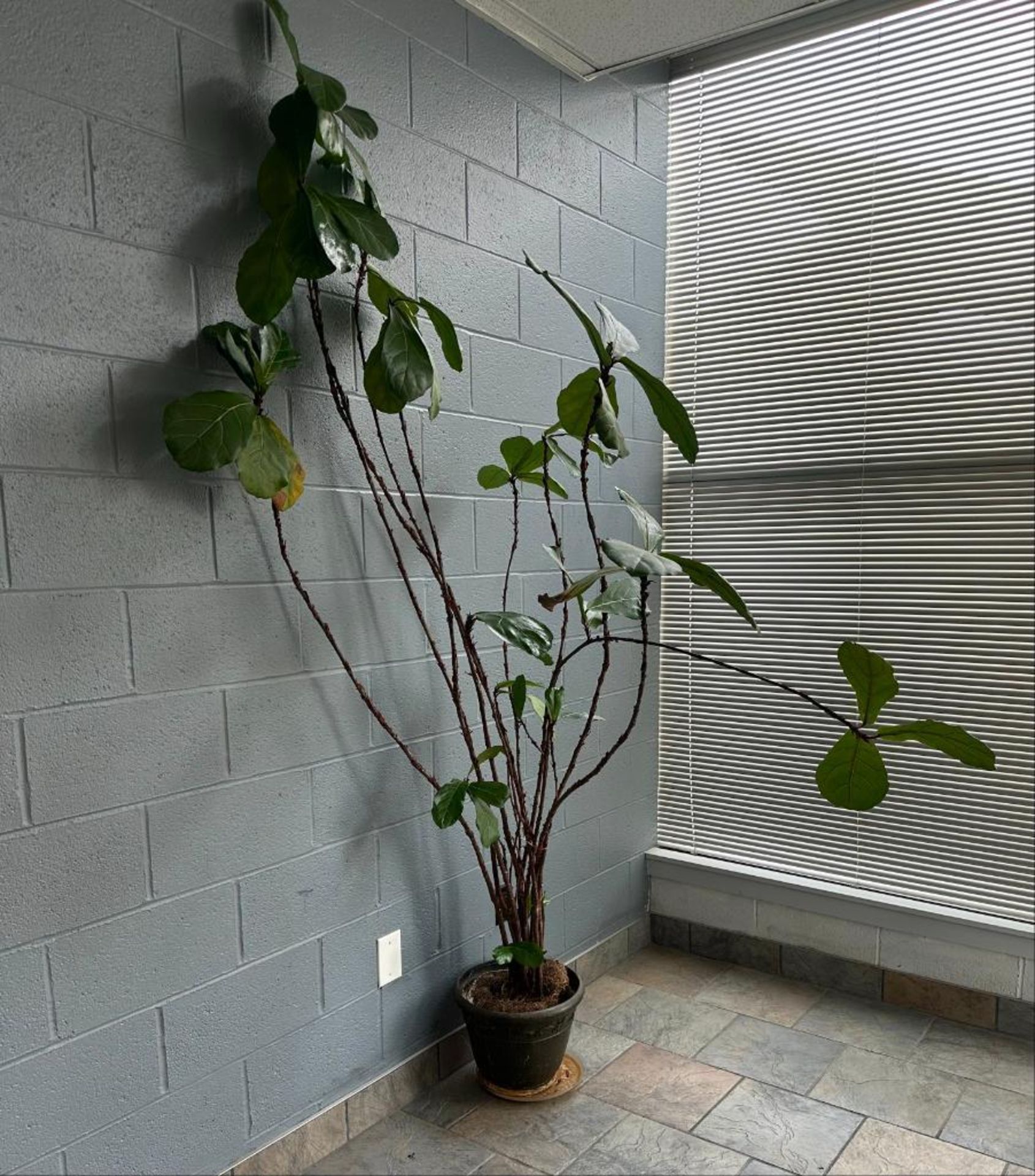 Large Potted Houseplant