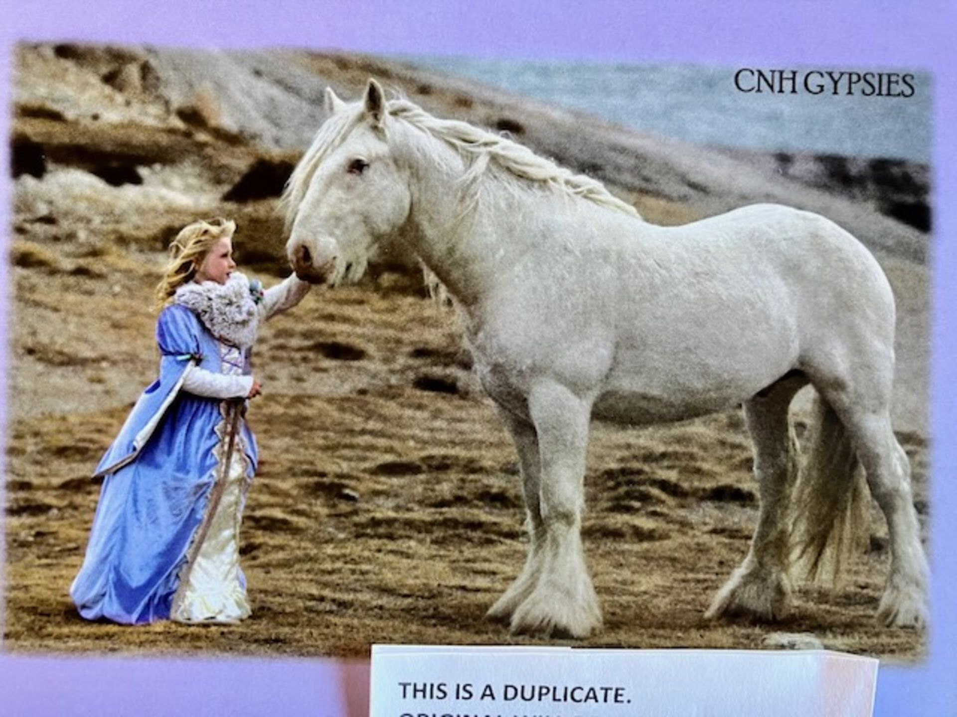 CNH GIFT CERTIFICATE FOR 1 GYPSY STALLION SERVICE (LIVE COVER ) - Image 3 of 4