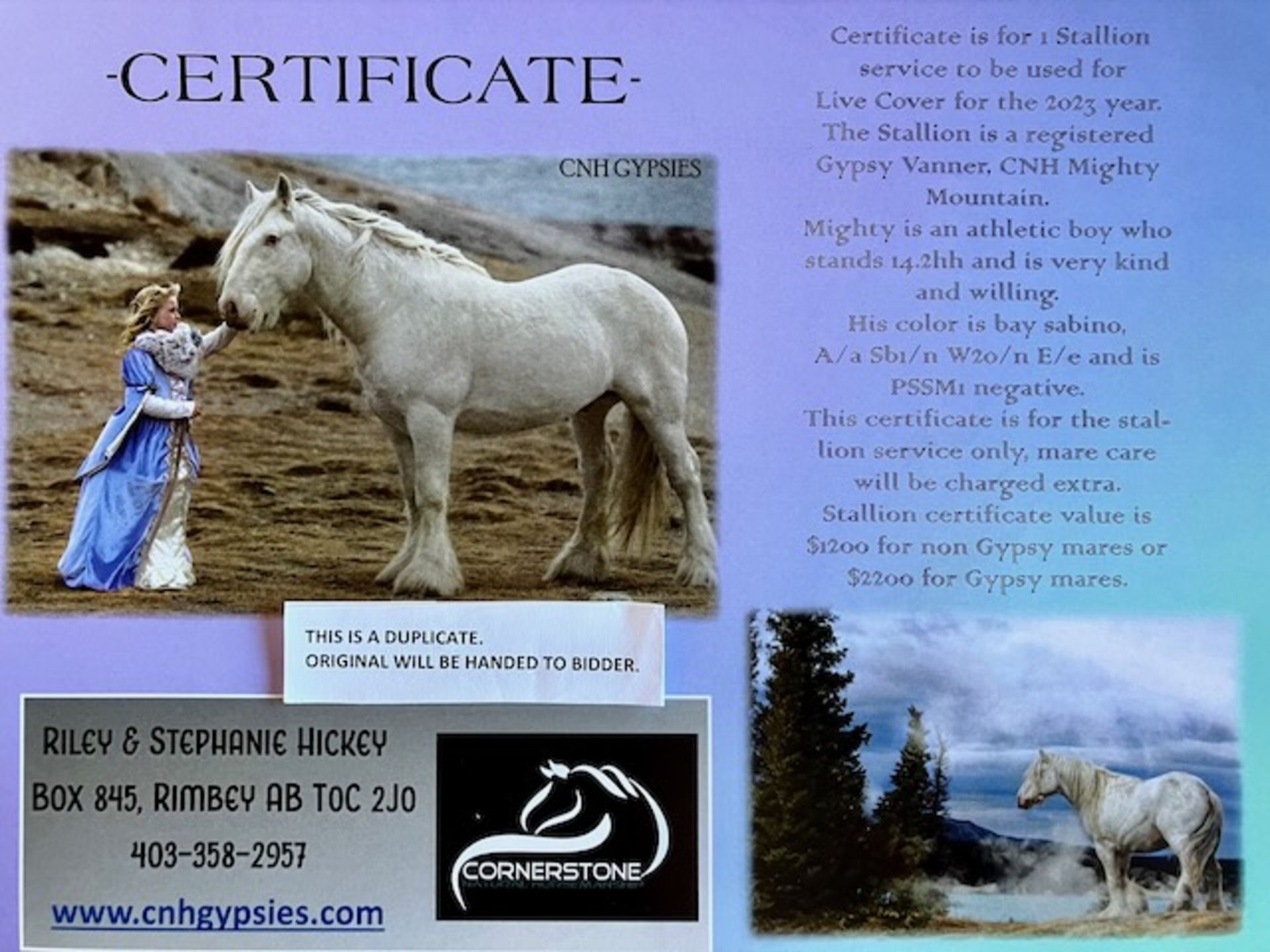 CNH GIFT CERTIFICATE FOR 1 GYPSY STALLION SERVICE (LIVE COVER ) - Image 4 of 4