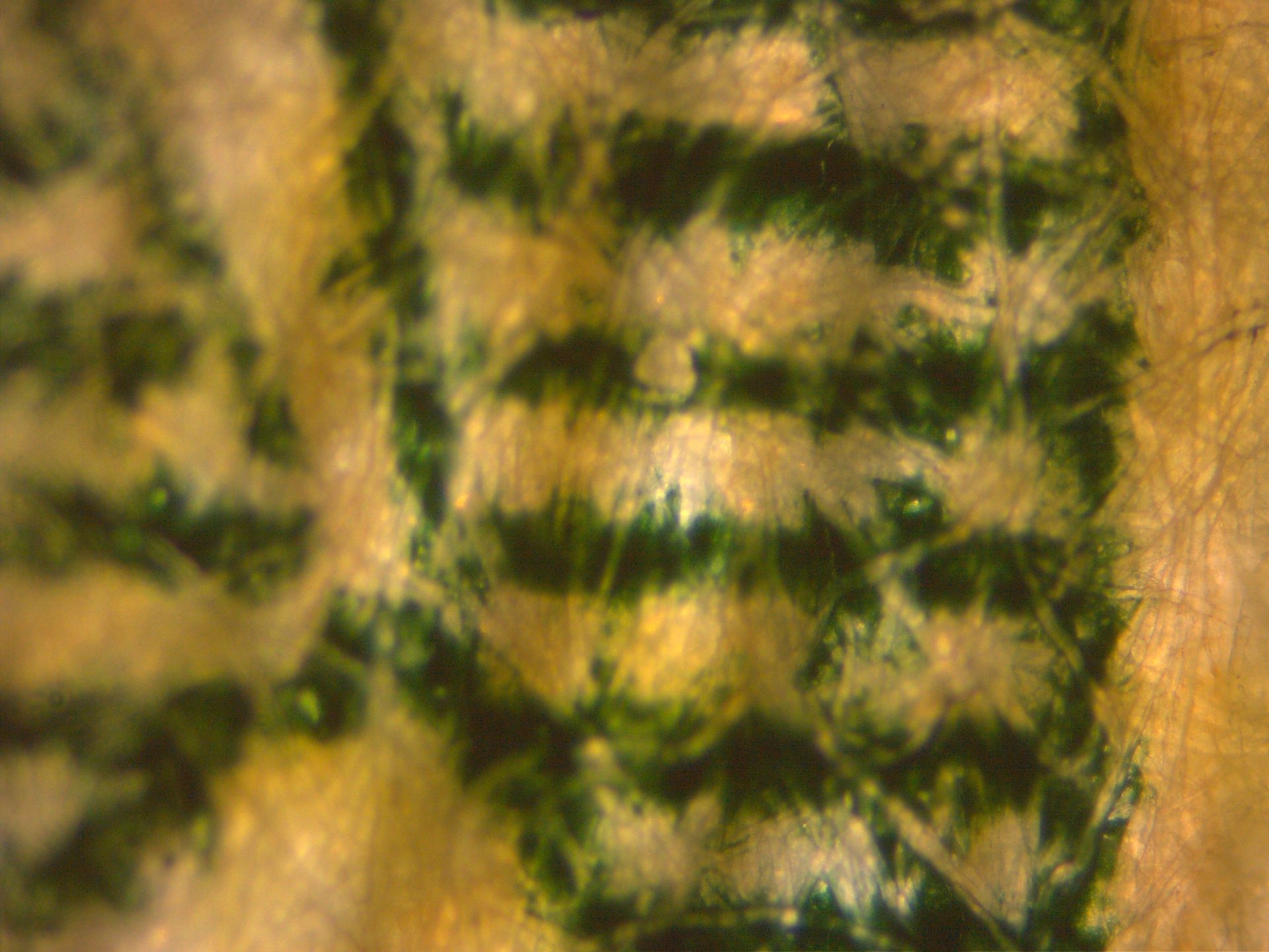 Zeiss Primovert HDcam Microscope, 4X, 10X, 20X, 40X PH Objectives, 0.4 LD Conden, Microscope - Image 20 of 20