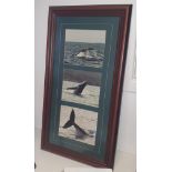 Large Framed Whale Picture