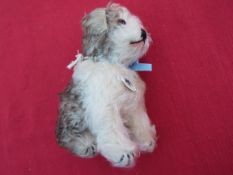 Steiff - Molly 1925 Replica Dog, seated, brown and white mohair, pale blue ribbon to the neck,