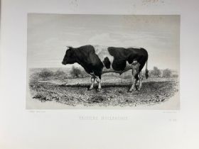 BAUDEMENT, É. Les races bovines au concours universel agricole de Paris en