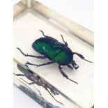 A trapped Beetle encased in a clear and transparent Resin.