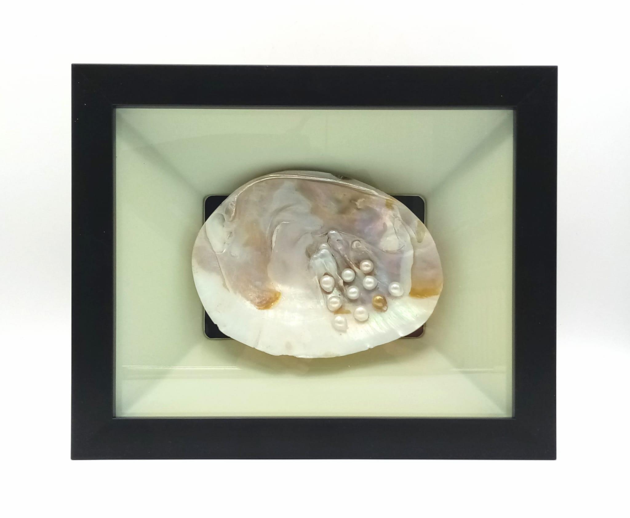 A large specimen of a fresh water mussel with pearls. Nicely presented in a black frame with
