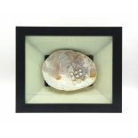 A large specimen of a fresh water mussel with pearls. Nicely presented in a black frame with