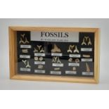 A beautifully presented collection of fossil teeth and vertebrae from fifteen species of museum