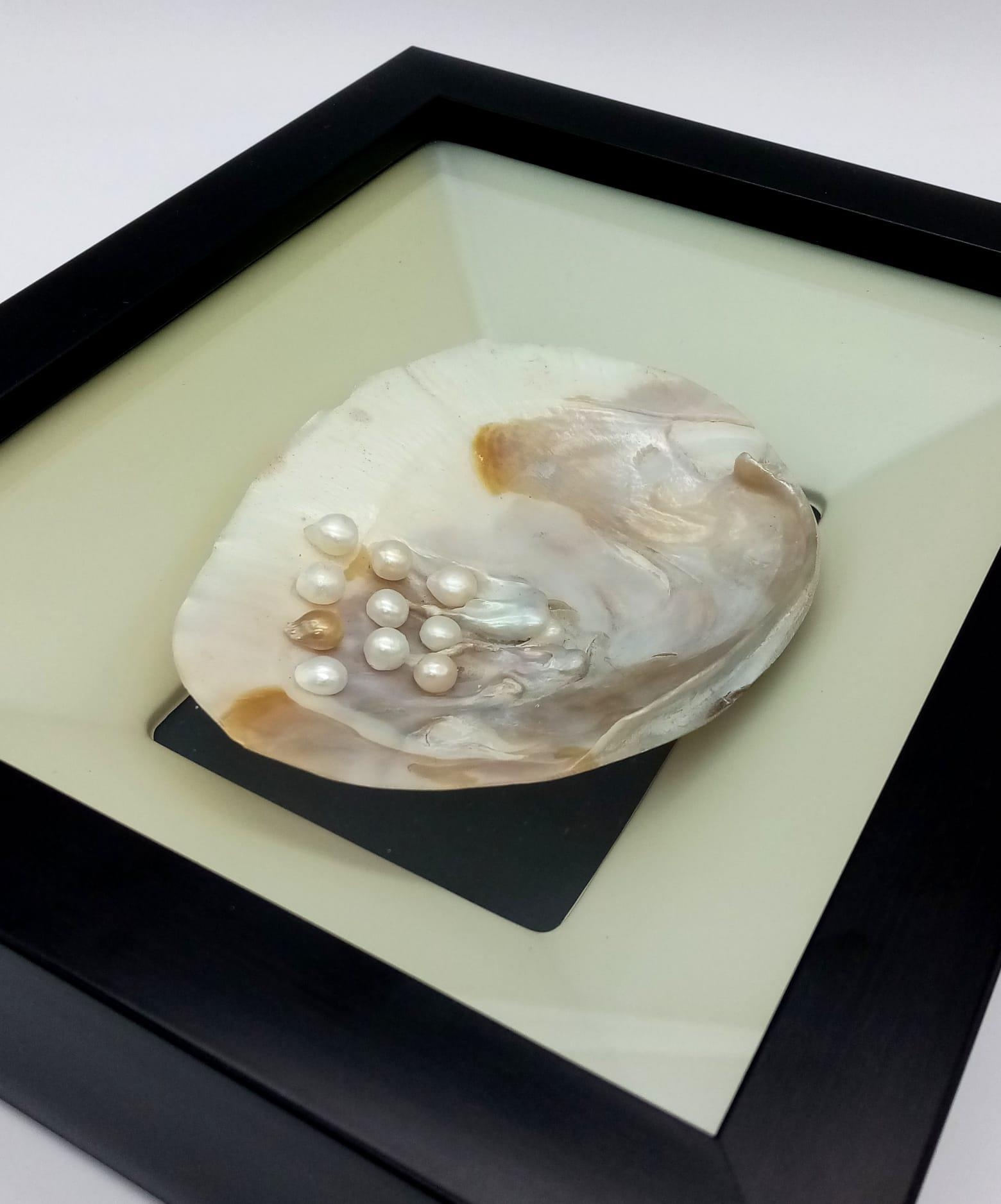 A large specimen of a fresh water mussel with pearls. Nicely presented in a black frame with - Image 2 of 3